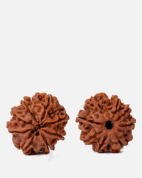 8 Mukhi Rudraksha from Nepal - Pathway to Spiritual Clarity | Brahmatells by Brahmatells