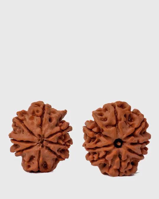 8 Mukhi Rudraksha from Nepal - Pathway to Spiritual Clarity | Brahmatells by Brahmatells