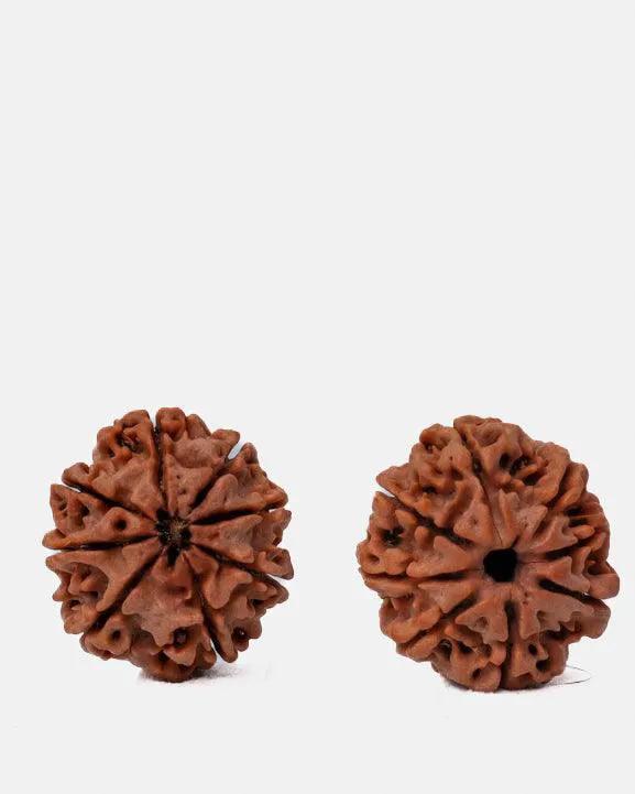 8 Mukhi Rudraksha from Nepal - Pathway to Spiritual Clarity | Brahmatells by Brahmatells