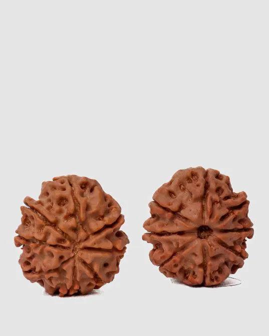 8 Mukhi Rudraksha from Nepal - Pathway to Spiritual Clarity | Brahmatells by Brahmatells