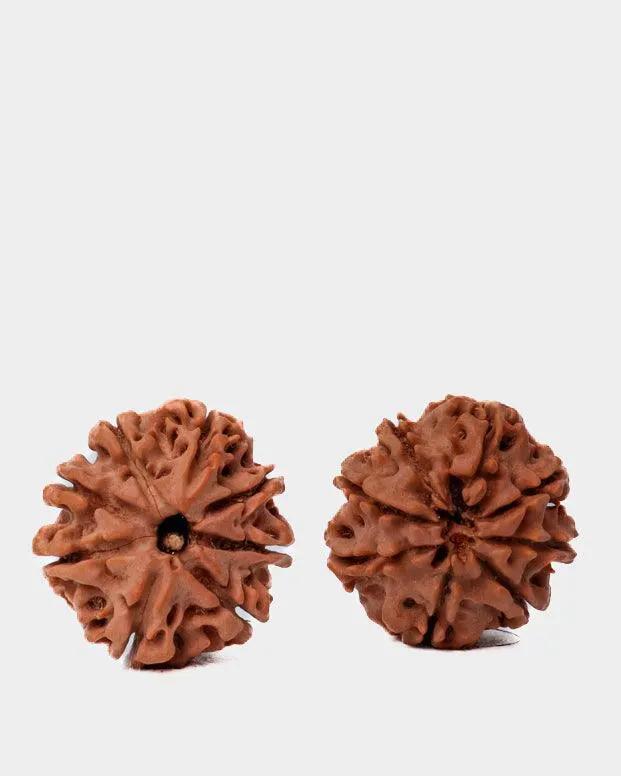 8 Mukhi Rudraksha from Nepal - Pathway to Spiritual Clarity | Brahmatells by Brahmatells