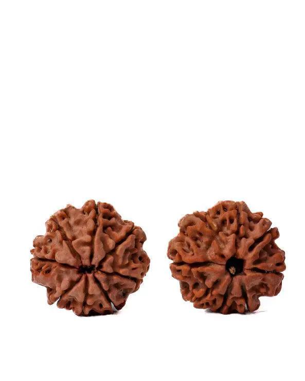 8 Mukhi Rudraksha from Nepal - Pathway to Spiritual Clarity | Brahmatells by Brahmatells