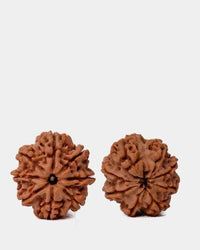 8 Mukhi Rudraksha from Nepal - Pathway to Spiritual Clarity | Brahmatells by Brahmatells