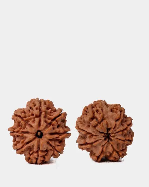 8 Mukhi Rudraksha from Nepal - Pathway to Spiritual Clarity | Brahmatells by Brahmatells