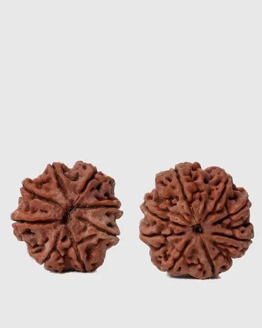 8 Mukhi Rudraksha from Nepal - Pathway to Spiritual Clarity | Brahmatells by Brahmatells