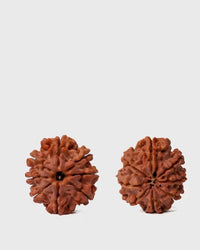 8 Mukhi Rudraksha from Nepal - Pathway to Spiritual Clarity | Brahmatells by Brahmatells