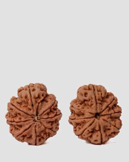 8 Mukhi Rudraksha from Nepal - Pathway to Spiritual Clarity | Brahmatells by Brahmatells