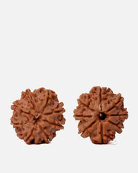 8 Mukhi Rudraksha from Nepal - Pathway to Spiritual Clarity | Brahmatells by Brahmatells