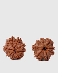 8 Mukhi Rudraksha from Nepal - Pathway to Spiritual Clarity | Brahmatells by Brahmatells