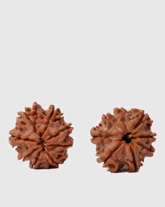 8 Mukhi Rudraksha from Nepal - Pathway to Spiritual Clarity | Brahmatells by Brahmatells