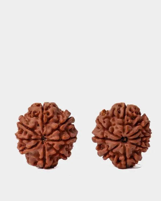 8 Mukhi Rudraksha from Nepal - Pathway to Spiritual Clarity | Brahmatells by Brahmatells