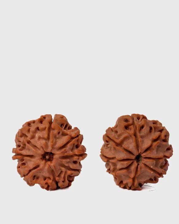 8 Mukhi Rudraksha from Nepal - Pathway to Spiritual Clarity | Brahmatells by Brahmatells