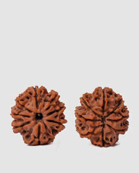 8 Mukhi Rudraksha from Nepal - Pathway to Spiritual Clarity | Brahmatells by Brahmatells