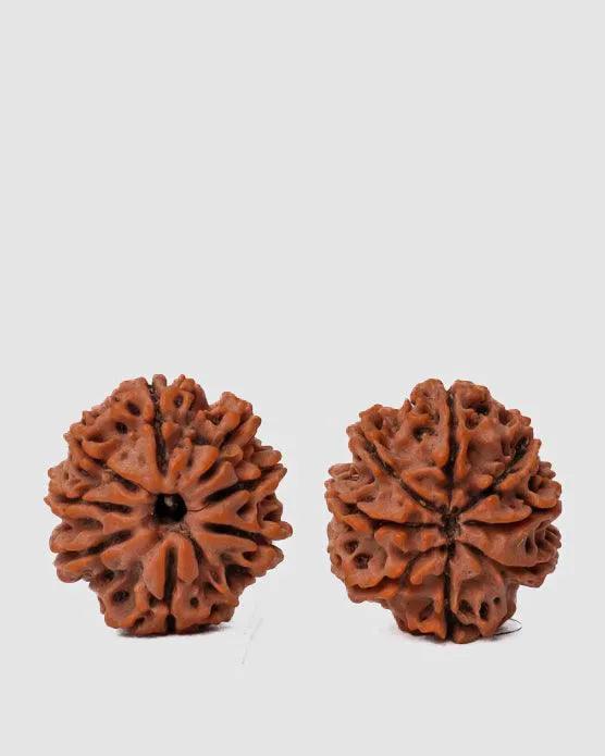 8 Mukhi Rudraksha from Nepal - Pathway to Spiritual Clarity | Brahmatells by Brahmatells