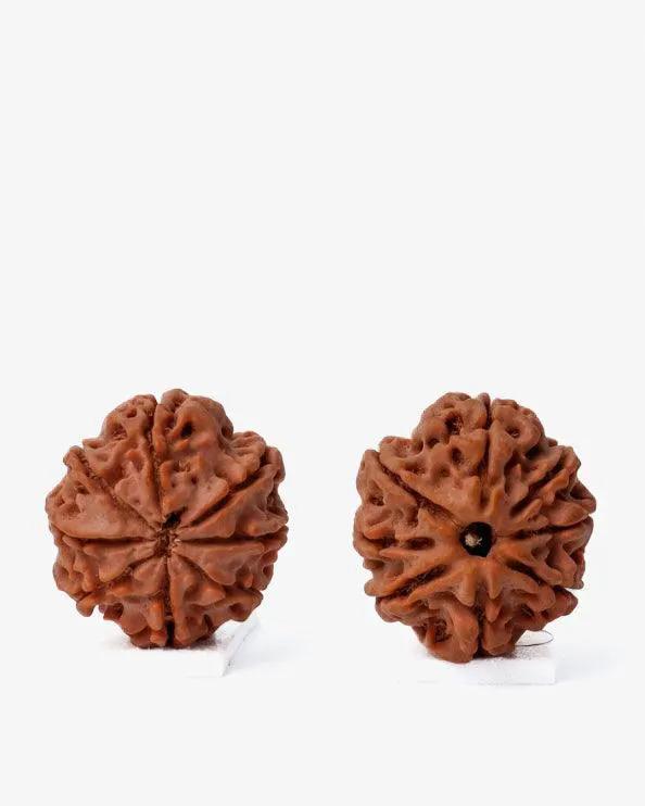 8 Mukhi Rudraksha from Nepal - Pathway to Spiritual Clarity | Brahmatells by Brahmatells