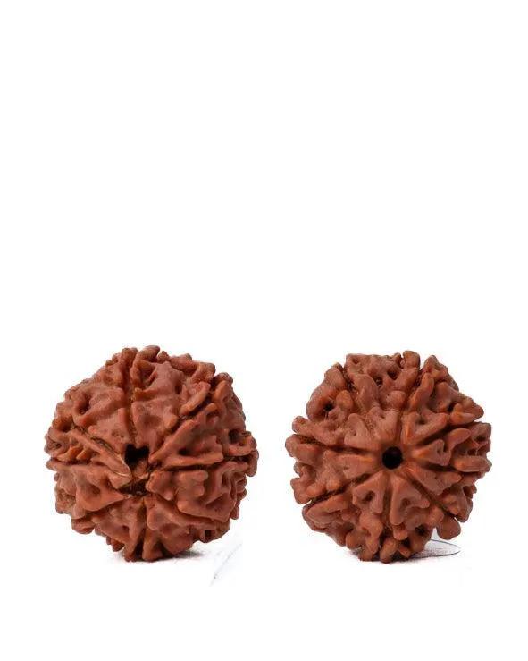 8 Mukhi Rudraksha from Nepal - Pathway to Spiritual Clarity | Brahmatells by Brahmatells