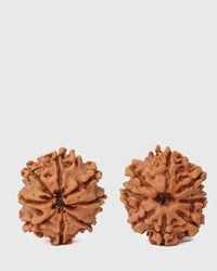 8 Mukhi Rudraksha from Nepal - Pathway to Spiritual Clarity | Brahmatells by Brahmatells