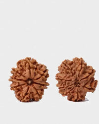 8 Mukhi Rudraksha from Nepal - Pathway to Spiritual Clarity | Brahmatells by Brahmatells
