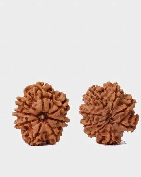 8 Mukhi Rudraksha from Nepal - Pathway to Spiritual Clarity | Brahmatells by Brahmatells