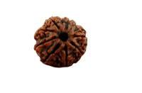 8 Mukhi Rudraksha Java - Harness Lord Ganesha's Wisdom | Brahmatells by Brahmatells