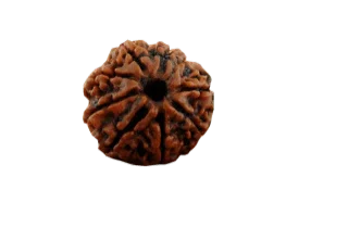 8 Mukhi Rudraksha Java - Harness Lord Ganesha's Wisdom | Brahmatells by Brahmatells