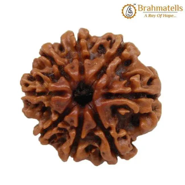 8 Mukhi Rudraksha Java - Harness Lord Ganesha's Wisdom | Brahmatells by Brahmatells