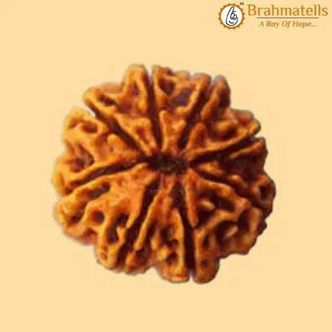 8 Mukhi Rudraksha Java - Harness Lord Ganesha's Wisdom | Brahmatells by Brahmatells