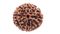 9 Mukhi Round Rudraksha - Embrace Goddess Durga's Power | Brahmatells by Brahmatells