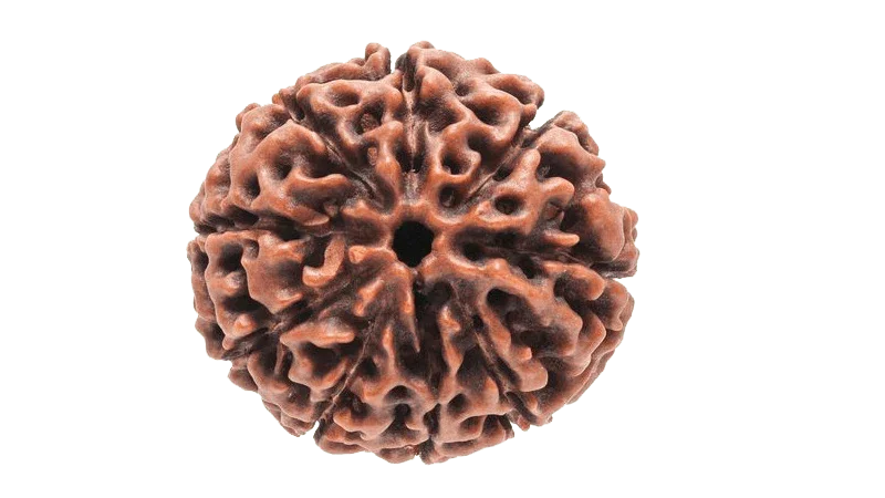 9 Mukhi Round Rudraksha - Embrace Goddess Durga's Power | Brahmatells by Brahmatells
