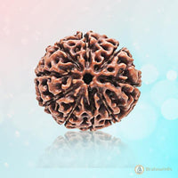 9 Mukhi Round Rudraksha - Embrace Goddess Durga's Power | Brahmatells by Brahmatells