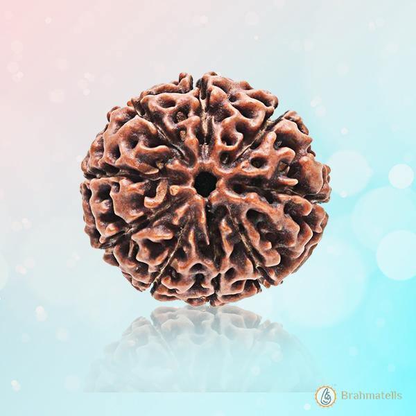 9 Mukhi Round Rudraksha - Embrace Goddess Durga's Power | Brahmatells by Brahmatells