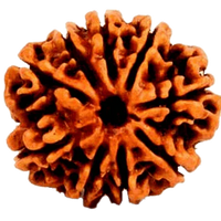 9 Mukhi Rudraksha - Divine Power of Goddess Durga | Brahmatells by Brahmatells