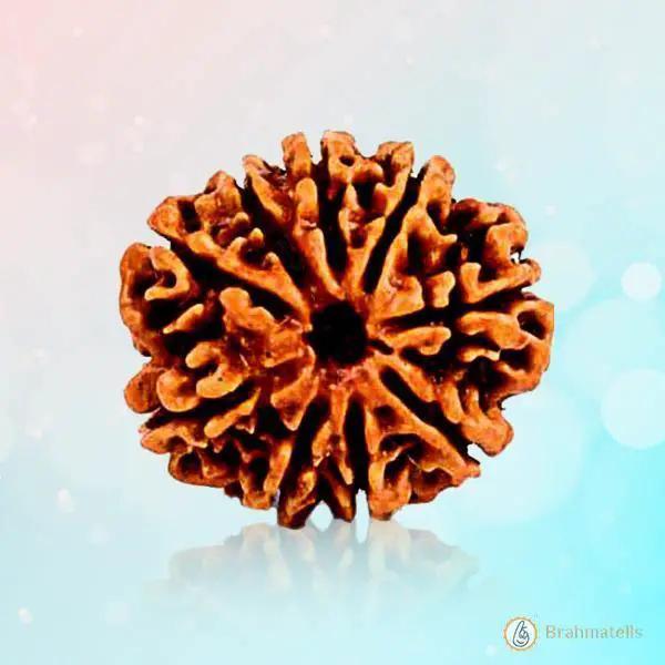 9 Mukhi Rudraksha - Divine Power of Goddess Durga | Brahmatells by Brahmatells