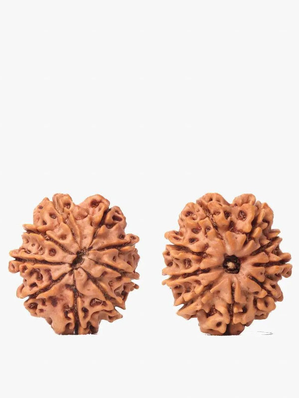 9 Mukhi Rudraksha from Nepal - Unleash Your Inner Warrior | Brahmatells by Brahmatells