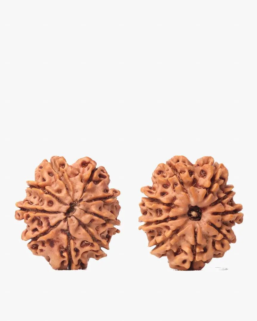 9 Mukhi Rudraksha from Nepal - Unleash Your Inner Warrior | Brahmatells by Brahmatells