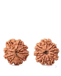 9 Mukhi Rudraksha from Nepal - Unleash Your Inner Warrior | Brahmatells by Brahmatells
