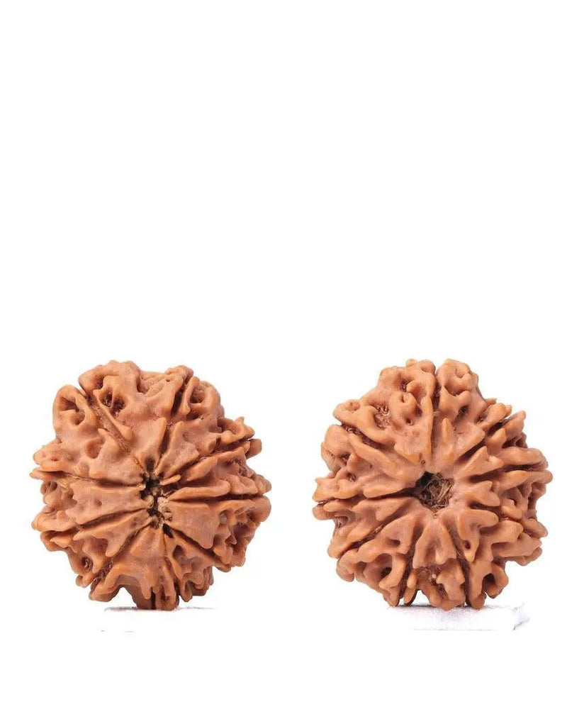 9 Mukhi Rudraksha from Nepal - Unleash Your Inner Warrior | Brahmatells by Brahmatells