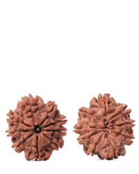 9 Mukhi Rudraksha from Nepal - Unleash Your Inner Warrior | Brahmatells by Brahmatells