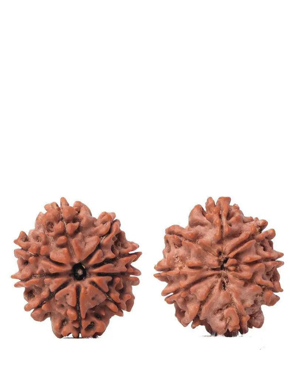 9 Mukhi Rudraksha from Nepal - Unleash Your Inner Warrior | Brahmatells by Brahmatells
