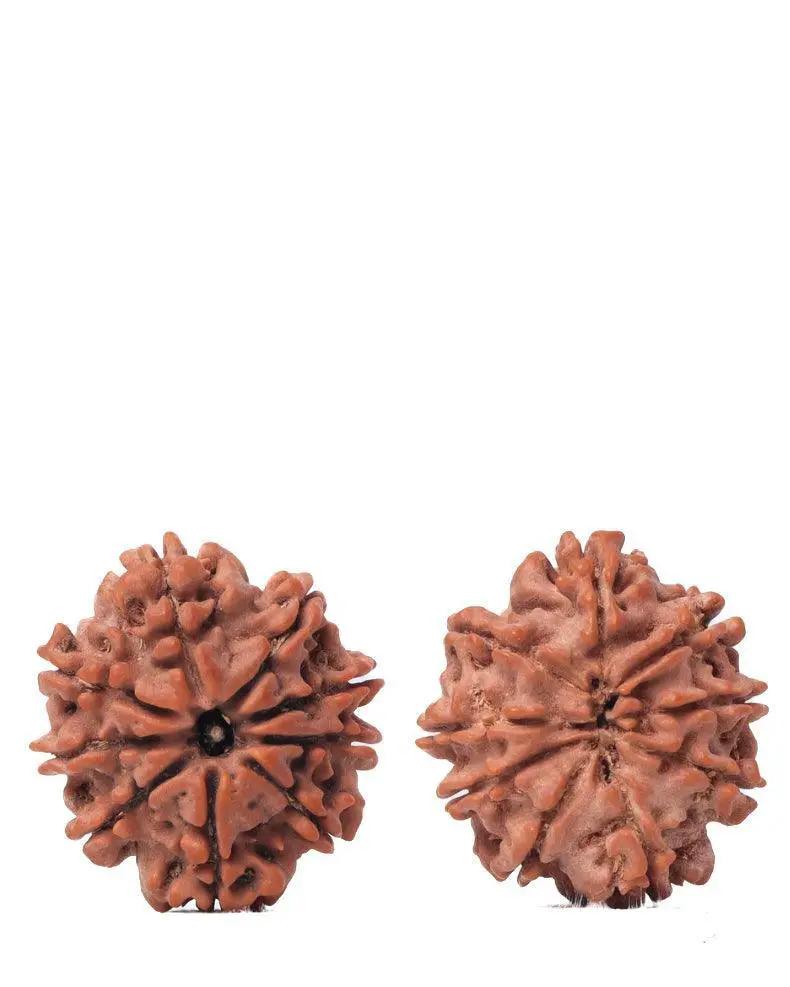 9 Mukhi Rudraksha from Nepal - Unleash Your Inner Warrior | Brahmatells by Brahmatells