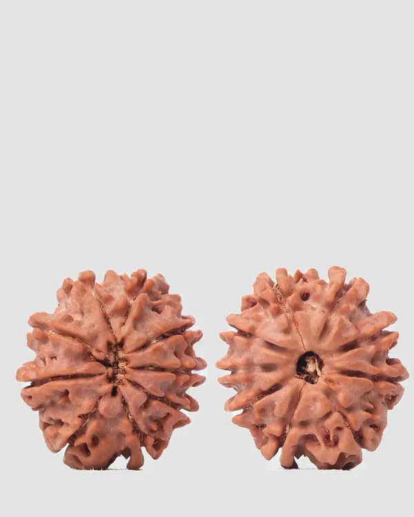9 Mukhi Rudraksha from Nepal - Unleash Your Inner Warrior | Brahmatells by Brahmatells