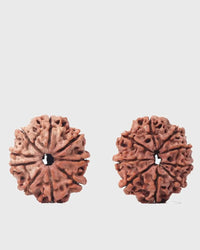 9 Mukhi Rudraksha from Nepal - Unleash Your Inner Warrior | Brahmatells by Brahmatells