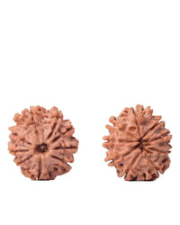 9 Mukhi Rudraksha from Nepal - Unleash Your Inner Warrior | Brahmatells by Brahmatells