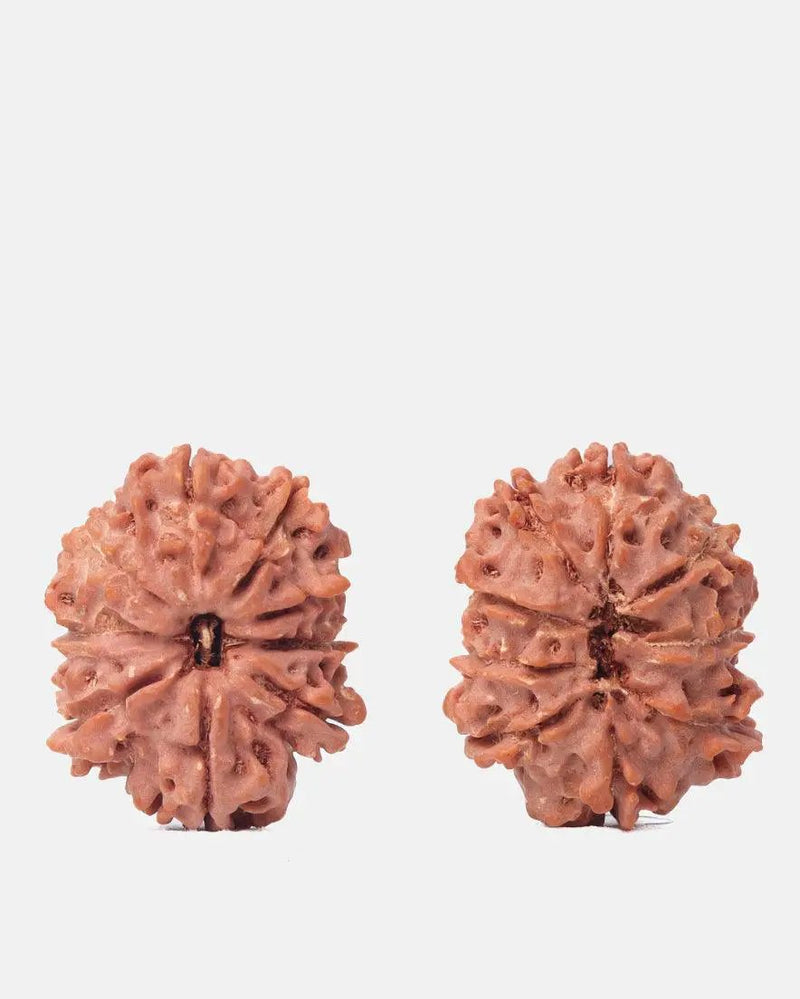 9 Mukhi Rudraksha from Nepal - Unleash Your Inner Warrior | Brahmatells by Brahmatells