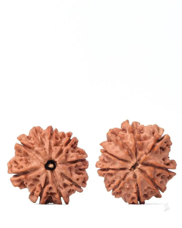 9 Mukhi Rudraksha from Nepal - Unleash Your Inner Warrior | Brahmatells by Brahmatells