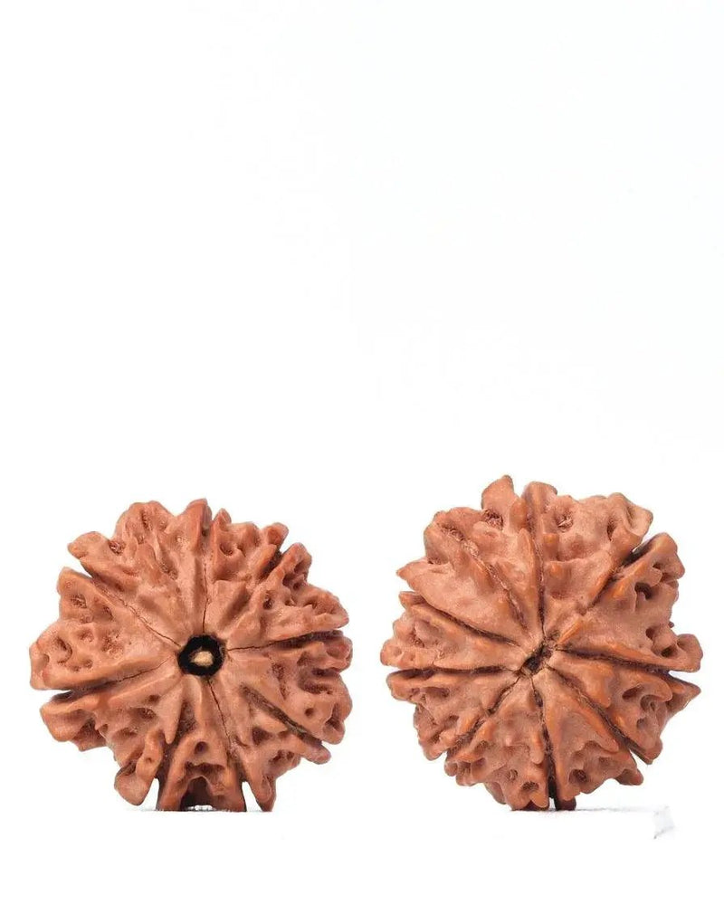 9 Mukhi Rudraksha from Nepal - Unleash Your Inner Warrior | Brahmatells by Brahmatells