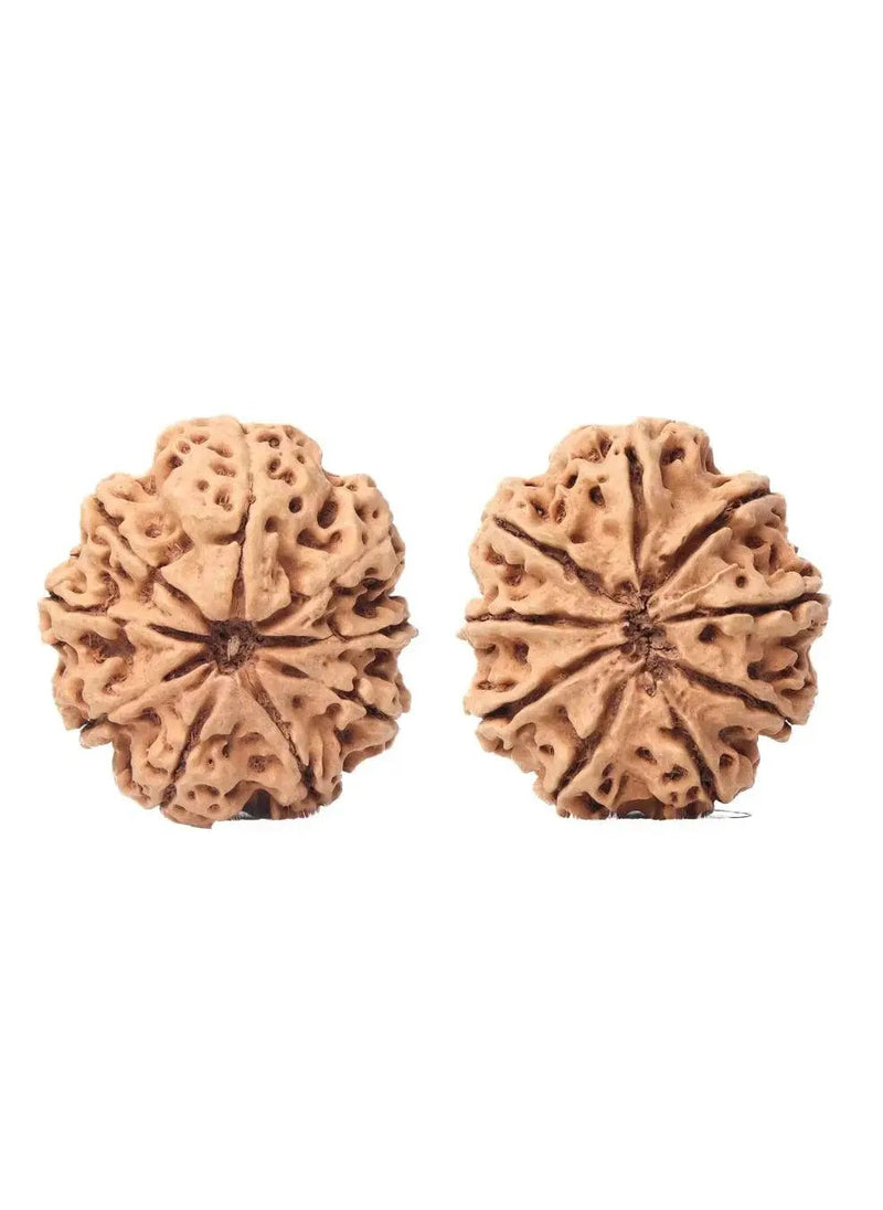 9 Mukhi Rudraksha from Nepal - Unleash Your Inner Warrior | Brahmatells by Brahmatells