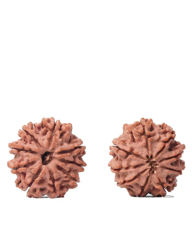 9 Mukhi Rudraksha from Nepal - Unleash Your Inner Warrior | Brahmatells by Brahmatells
