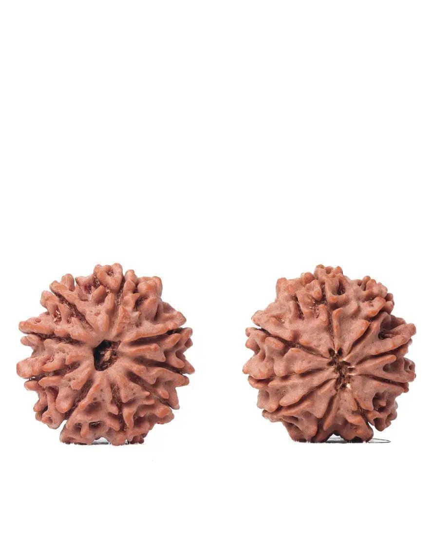 9 Mukhi Rudraksha from Nepal - Unleash Your Inner Warrior | Brahmatells by Brahmatells