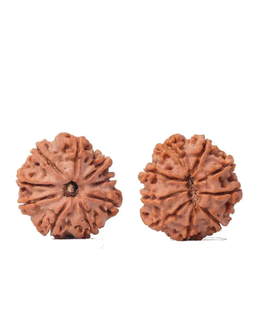 9 Mukhi Rudraksha from Nepal - Unleash Your Inner Warrior | Brahmatells by Brahmatells